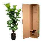 Tall potted plant with large green leaves beside an open brown cardboard box.