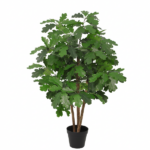 Potted fig tree with multiple tall trunks and large lobed green leaves in a black pot.