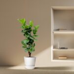 Tall fiddle-leaf fig plant in a white pot on a beige floor beside a built-in wall shelf with a laptop on the middle shelf and books nearby.