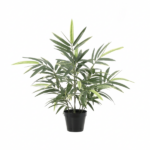 Potted ornamental plant with long slender green leaves in a black pot (indoor decoration).