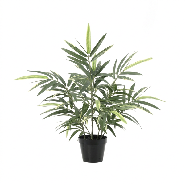 Potted ornamental plant with long slender green leaves in a black pot (indoor decoration).