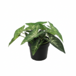 Potted pothos plant with variegated green leaves in a black pot, trailing slightly over the rim.