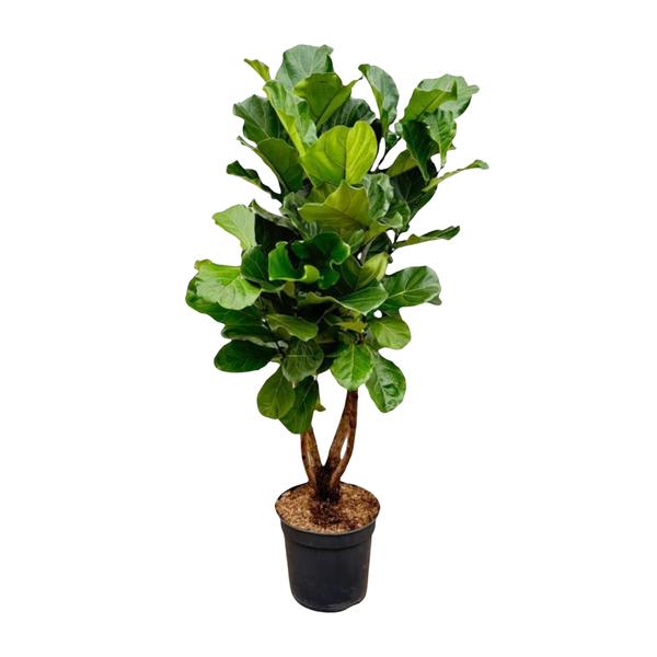 Tall fiddle-leaf fig in a black pot with glossy green leaves and two trunks.
