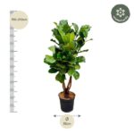 Tall potted leafy plant with a height scale showing 190–210 cm and a diameter label of 32 cm at the base.