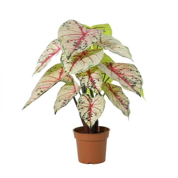 Potted ornamental plant with white leaves and pink-red veins, green edges, in a brown plastic pot.
