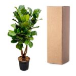 Potted green plant with large leaves beside a tall cardboard shipping box.