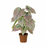 Caladium houseplant with pink and green variegated leaves in a brown pot