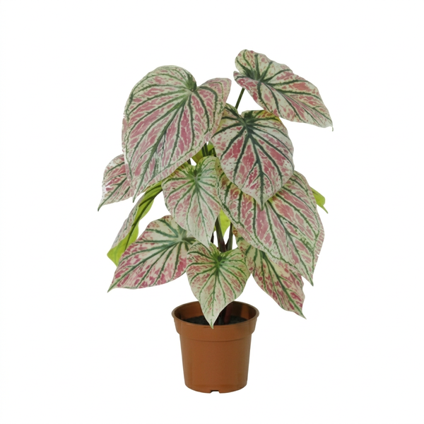 Caladium houseplant with pink and green variegated leaves in a brown pot