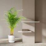 Tall green palm in a white pot beside beige walls and two white floating shelves with a small stack of books on them, decorative interior scene in soft light.