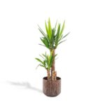 Tall Dracaena plant with two trunks in a textured brown pot, green strap-like leaves, on white background