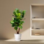 Tall green indoor plant in a white pot beside a built-in wall shelf with a laptop and books on the shelves.