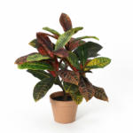 Croton plant with multicolored variegated leaves (red, yellow, green) in a terracotta pot against a white background.