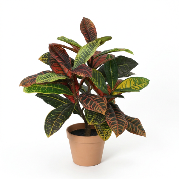 Croton plant with multicolored variegated leaves (red, yellow, green) in a terracotta pot against a white background.