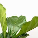 Close-up of a rubber plant's glossy green leaves with pronounced veins against a white background.