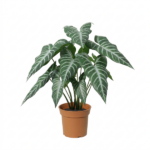 Dieffenbachia (dumb cane) plant in a terracotta pot with large green leaves and white veins.