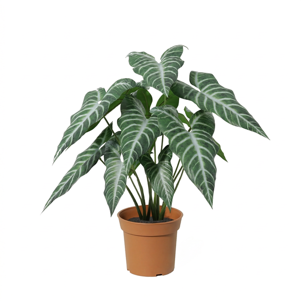 Dieffenbachia (dumb cane) plant in a terracotta pot with large green leaves and white veins.