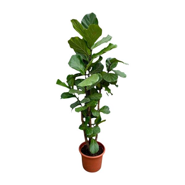 Fiddle-leaf fig houseplant in a terracotta pot with glossy green leaves