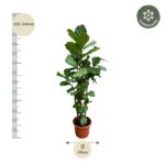 Fiddle-leaf fig in a pot with vertical height scale showing 220–240 cm and a bottom measurement of 40 cm in diameter. Includes a winter-hardy badge in the top-right corner.