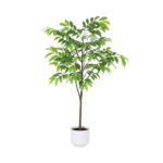 Indoor potted tree with a slender trunk and lush green leaves in a white ceramic pot.