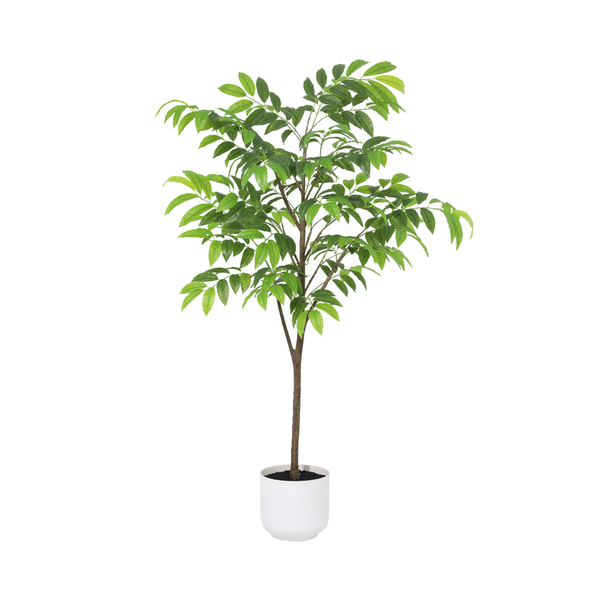 Indoor potted tree with a slender trunk and lush green leaves in a white ceramic pot.
