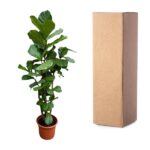 Potted fiddle-leaf fig plant next to a tall cardboard shipping box.