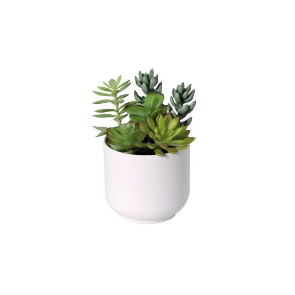 Assorted green succulents in a white ceramic pot, against a white background.