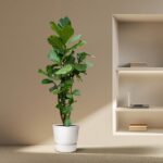 Tall fiddle-leaf fig in a white pot beside a recessed wall shelf with a laptop and books in a minimal beige room.