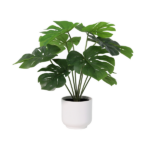 Monstera deliciosa houseplant with large split leaves in a white ceramic pot