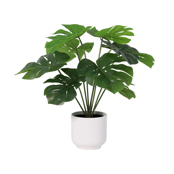 Monstera deliciosa houseplant with large split leaves in a white ceramic pot
