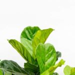 Close-up of bright green leafy plant against a white background, showing broad, glossy leaves with prominent veins.
