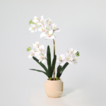 White orchid plant with multiple blossoms in a cream ceramic pot against a light background.