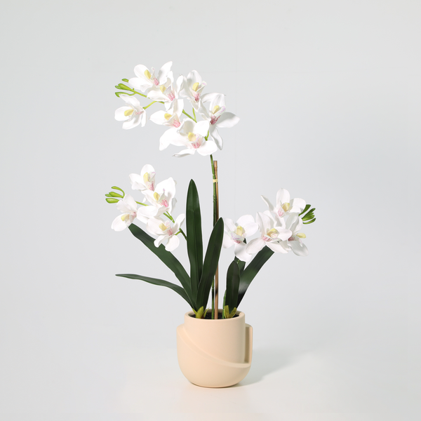 White orchid plant with multiple blossoms in a cream ceramic pot against a light background.