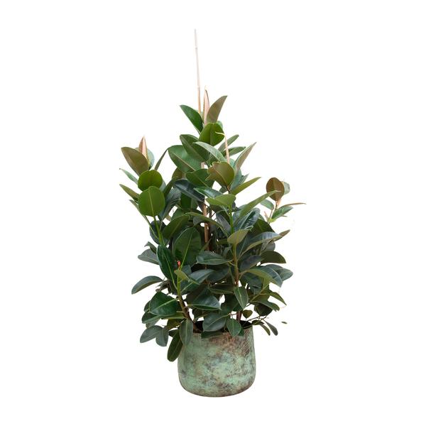 Green leafy houseplant in a weathered ceramic pot for home decor.