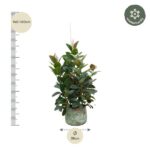 Evergreen shrub in a green patina pot, about 140–160 cm tall and 38 cm wide; winter-hardy badge shown.