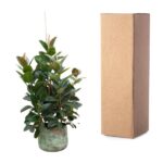 Potted leafy green plant in a ceramic pot beside a tall cardboard shipping box.