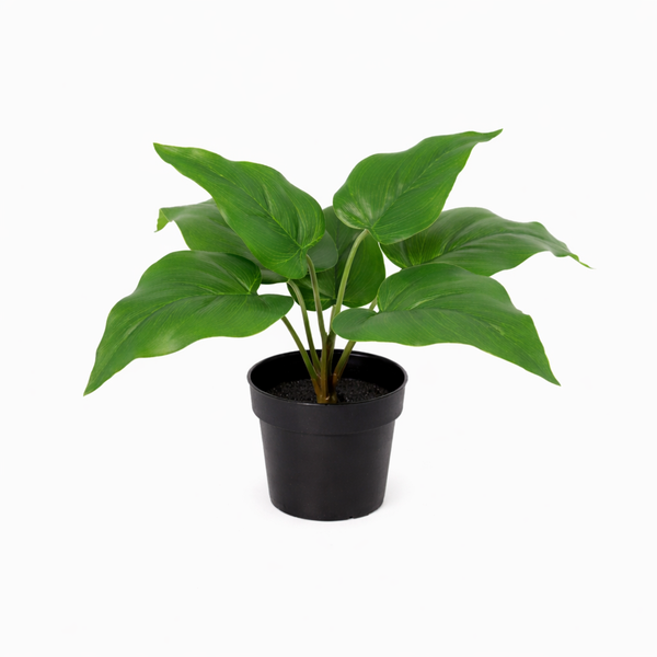 Potted green houseplant with broad leaves in a black pot on a white background, foliage spread outwards.