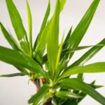 Close-up of a houseplant with glossy, long green leaves spreading from a woody stem.