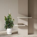 Potted leafy plant in a white pot beside two white floating shelves mounted on a beige wall.