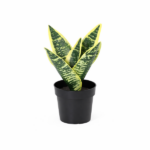 Snake plant (Sansevieria) with green leaves edged in yellow in a black pot on a white background.