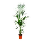 Tall potted palm plant with green fronds in an orange pot.