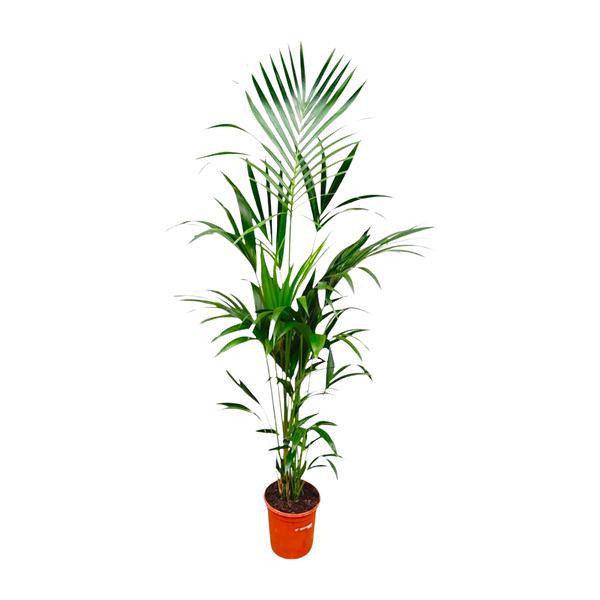 Tall potted palm plant with green fronds in an orange pot.