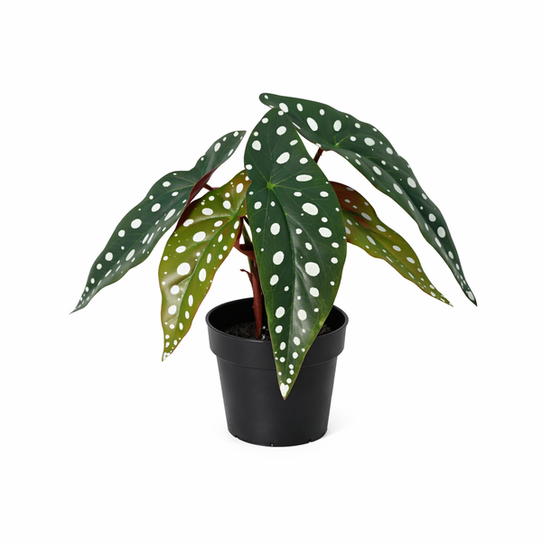 Polka dot begonia plant in a black pot with green leaves and white spots.