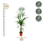 Tall potted palm plant with a height scale showing 170–190 cm and a 24 cm pot diameter; care icons indicate half shade, shade, and weekly watering.