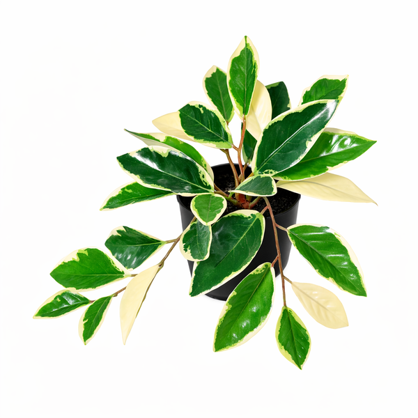 Variegated pothos plant with green and cream leaves in a black pot.