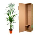 Potted palm plant next to an open cardboard shipping box.