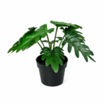 Monstera deliciosa houseplant in a black pot with large split glossy green leaves on a white background