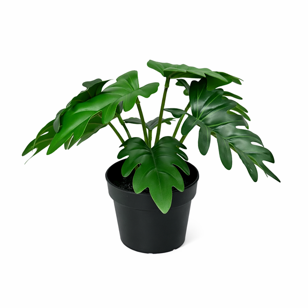 Monstera deliciosa houseplant in a black pot with large split glossy green leaves on a white background