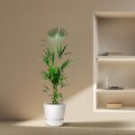 Tall palm plant in a white pot stands on a beige floor beside a recessed wall shelf with a laptop and stacked books.