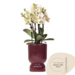 Phalaenopsis orchid in a burgundy ribbed ceramic pot with green leaves and stakes