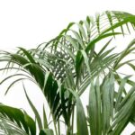 Close-up of green palm leaves overlapping against a white background, showcasing tropical foliage